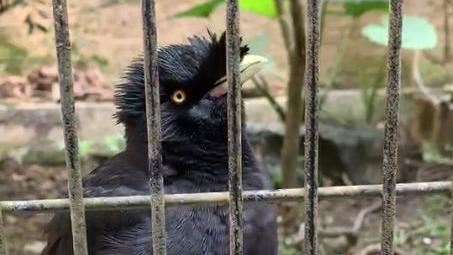 鳥園籠子太小害八哥疑撞擊死亡　老翁判刑