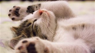 大年初三睡到自然醒　專家說正好減肥168