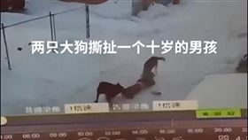 2惡犬攻擊10歲男童　全身40處撕咬傷截肢(圖/翻攝微博)
