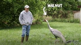 動物,動物園,丹頂鶴