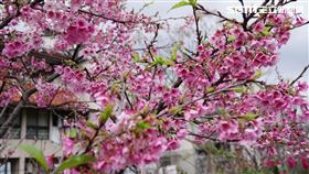 2月4日是二十四節氣的『立春』。圖為綻放的櫻花。（圖／記者李鴻典攝）