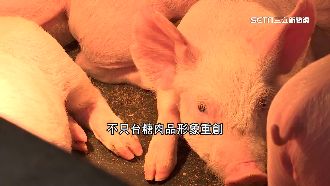 挨轟傷害台灣豬聲譽　台中市府：皆依規範