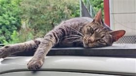 ▲貓咪阿寶聰明可愛，是劉燕玉最疼愛的毛孩，卻於去年11月遭毒殺喪命。（圖／翻攝劉燕玉臉書）