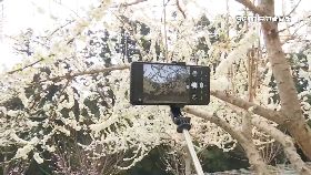 夢幻賞櫻李18001