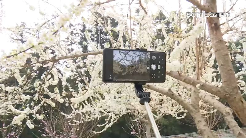 南投李花開「雪白世界」　清境染粉櫻漸層