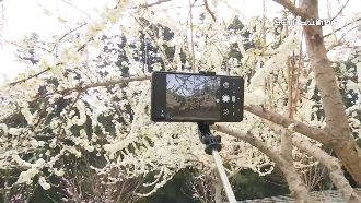 南投李花開「雪白世界」　清境染粉櫻漸層