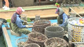 越南蚵衝擊台灣市場　蚵農嘆生計受影響