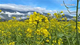 走春熱點！油菜花海登場　一片黃澄澄宛如畫作