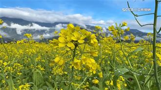 走春熱點油菜花海登場　一片黃澄澄如畫作
