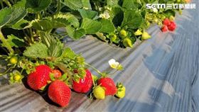 大湖草莓(農業部提供)