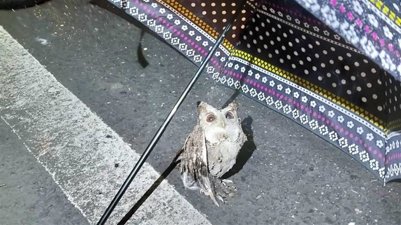 領角鴞受傷站路邊　警民協力撐傘救援