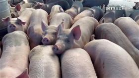 受累慘! 豬農爆