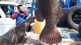 琉球漁民釣起重約170台斤石斑屏東縣琉球區漁會6日表示，洪姓漁民上月底駕膠筏在當地近海要海釣土魠魚，起鉤時意外發現釣起一尾重約170台斤的石斑魚，返港吸引眾人圍觀，還因重量太重，雇用吊車才將石斑拉起。（翻攝畫面）中央社記者李卉婷傳真  113年2月6日