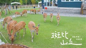 斑比山丘，翻攝自臉書粉專