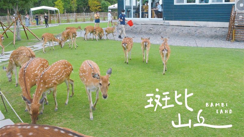送萬元！「斑比山丘」將迎第200萬名遊客