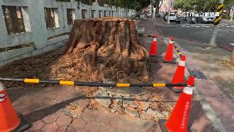 安全理由砍「神木級菩提」　護樹團批誇張