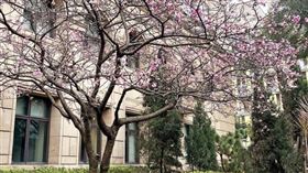 最美櫻花,最高檢察署,綠繡眼,黃世銘,紅嘴黑鵯,白頭翁,受刑人砂畫,公益桌曆,五彩燈籠,宜蘭監獄