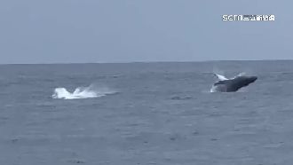 台東推瀕危「大翅鯨」監測　通報拿獎勵金