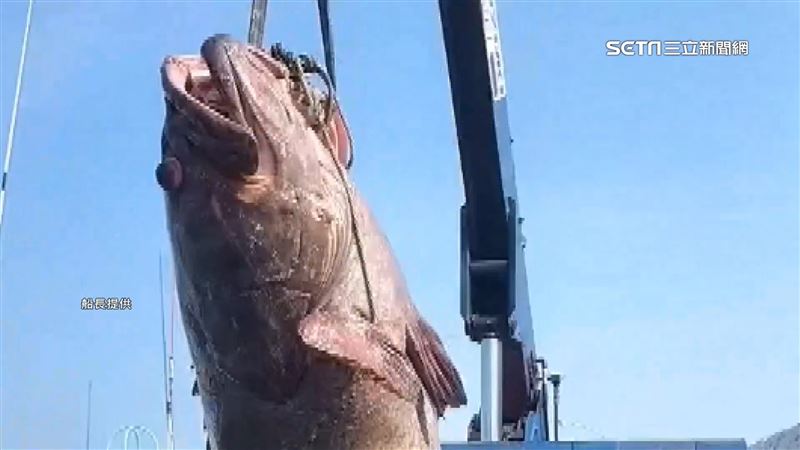 超巨石斑6萬元售　膠筏釣百斤大魚創紀錄