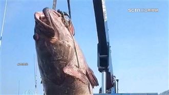 超巨石斑6萬元售　膠筏釣百斤大魚創紀錄