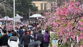 春節連假走春  新竹公園櫻花陸續綻放新竹公園栽種800餘株櫻花，每年2月陸續綻放，民眾春節連假期間可前往走春，享受賞櫻樂趣。圖為往年民眾賞櫻情況。（新竹市政府提供）中央社記者魯鋼駿傳真  113年2月9日