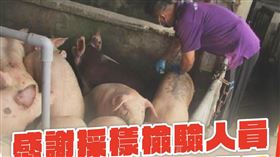 農業部臉書今（9）天放上採樣檢驗人員除夕夜仍馬不停蹄檢驗的工作畫面，並感謝大家辛苦為全國人民把關食安。（圖／翻攝自農業部臉書）