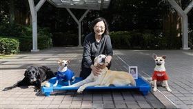 蔡英文IG粉絲破100萬！曬貓狗拜年藏洋蔥（圖／翻攝自蔡英文IG
）