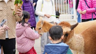 新／鳳凰來襲！埔心牧場、小人國今休園