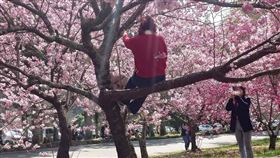 有遊客為拍照攀爬櫻花樹，武陵農場官方表示嚴厲譴責。（圖／翻攝自武陵農場臉書）