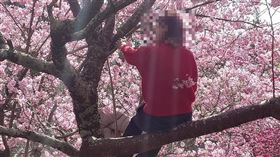 有遊客為拍照攀爬櫻花樹，武陵農場官方表示嚴厲譴責。（圖／翻攝自武陵農場臉書）