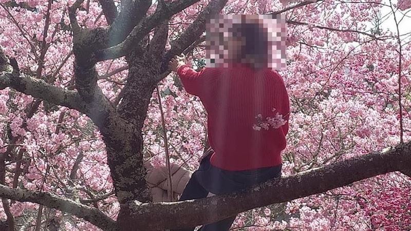 奧客賞櫻脫序爬樹、踩花田！武陵農場怒了