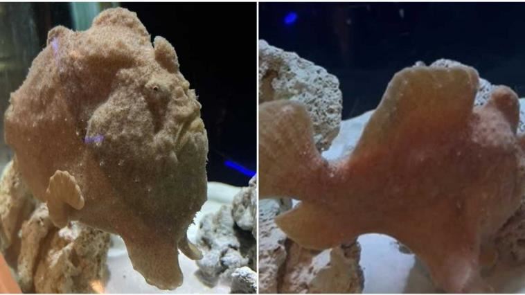 「雞排」掉進水族箱？網笑：好想咬一口