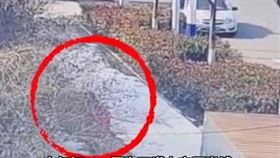 （圖／翻攝自半島都市報微博）