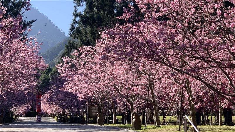全台賞櫻景點TOP10！「第1名」網讚去不膩