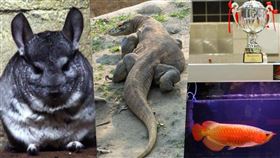 ▲龍年來看看「龍寵」吧！除了有龍貓（左起）、科摩多龍，還有超貴紅龍魚。（圖／翻攝自台北市立動物園官網、頑皮世界臉書、社團法人中華民國保護動物協會官網）