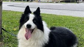 桃市府打造寵物友善城市桃園市10年增加16萬隻毛小孩，桃園市政府動物保護處規劃成立寵物管理課及公立寵物醫療院所，盼打造桃園成為寵物友善城市。中央社記者葉臻攝  113年2月13日