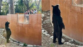 台灣黑熊「波比」。壽山動物園臉書