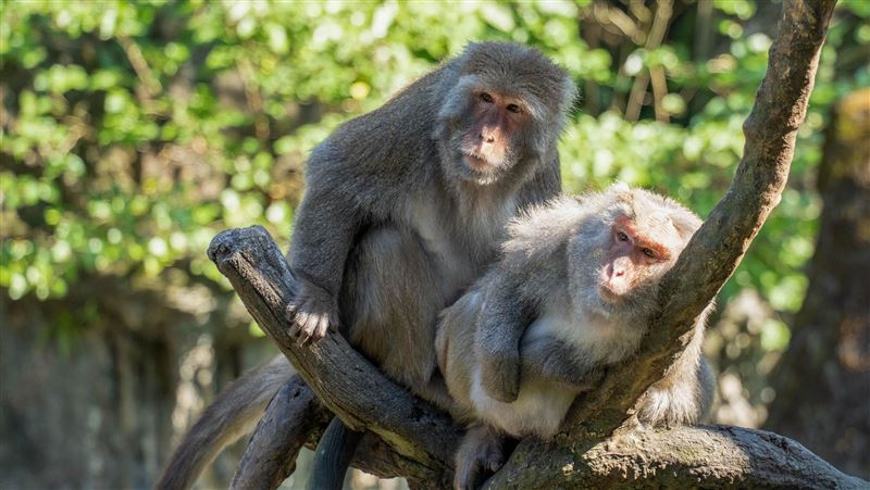 情人節動物吃甜甜！動物園特製相思豆米糕