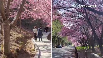 山頭染成浪漫粉！台中2農場粉櫻花大爆開