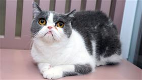 貓的情緒脆弱又多變，考驗照顧者的耐心、愛心與專業。
（圖／記者邱榮吉攝影）