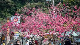 台中市警局PO文提醒民眾二二八連假到泰安派出所賞櫻花注意事項，女警太美歪樓。（圖／翻攝TCPB局長室）
