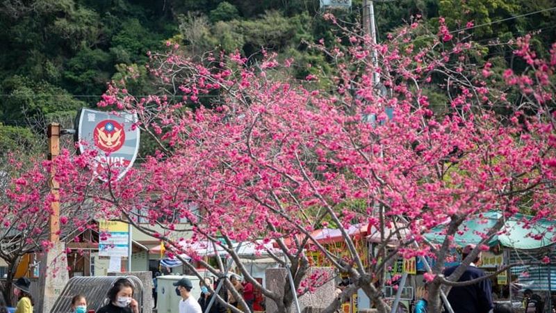泰安櫻花季2/25開幕　最美派出所花況曝