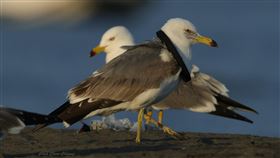 高屏溪出海口有「黑頸圈黑尾鷗」蹤影高屏溪出海口2024年春節期間迎來上百隻黑尾鷗，吸引愛鳥人士拍攝；林園愛鄉協會理事長陳俊強15日卻拍到一隻「黑頸圈黑尾鷗」，正凸顯全球海廢嚴重性。（陳俊強提供）中央社記者林巧璉傳真  113年2月16日