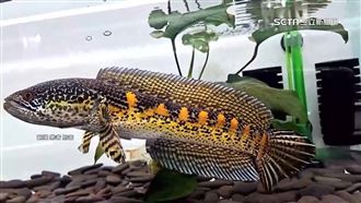 黃金眼鏡蛇雷龍美麗凶猛　易激怒掀飼養潮