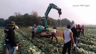 獨／結頭菜收成臨時工超累！6天全勤賺8千