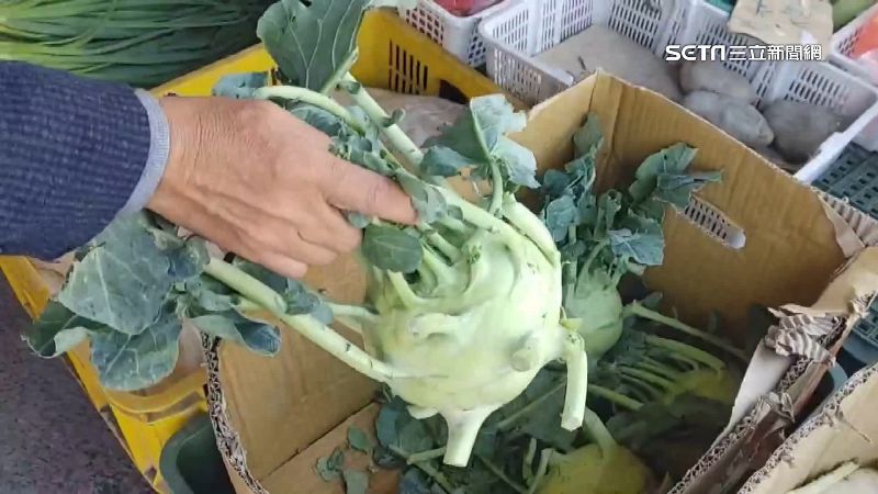 傻傻分不清！難辨大頭菜、結頭菜、蕪菁