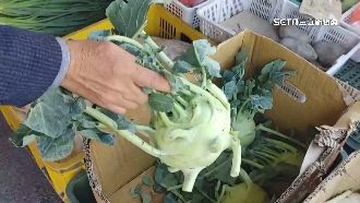 傻傻分不清！難辨大頭菜、結頭菜、蕪菁