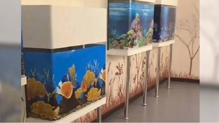 水族館「貼魚的照片」遊客傻眼　園方解釋