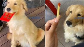 林女使用中獎的獎金為狗狗買罐頭、零食，給牠加餐。（圖／翻攝自微博／山海視頻）