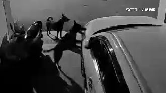 獨／愛車三度被狗啃！車被咬「滿滿齒痕」